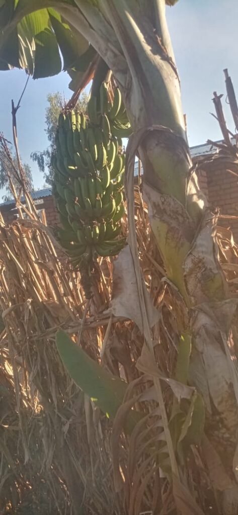 Growing Hope: Banana Farming Transforming Caregivers’ Livelihoods in Phalombe